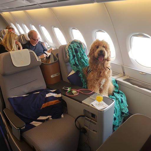 Lufthansa airlines emotional support animal best sale