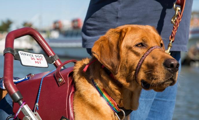 How to identify a service dog. Understanding the requirements of a service dog.