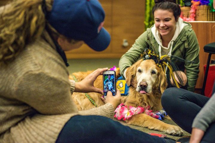 Therapy dogs offer comfort and stress relief.