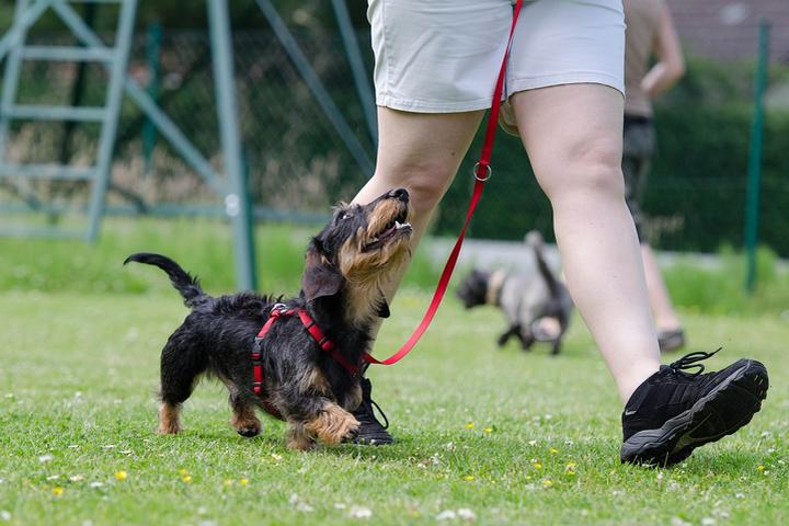 Back to Dog School! Enroll Fido At These 7 Unique Canine Classes