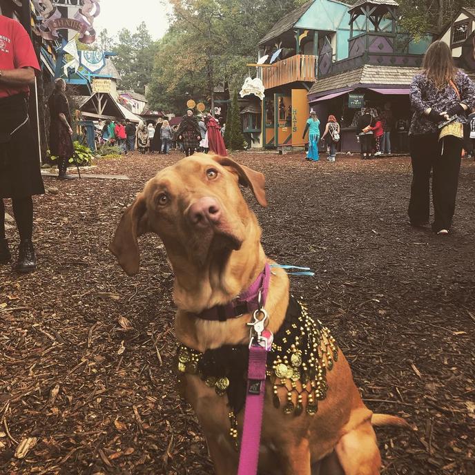 The pet-friendly Michigan Renaissance Festival hosts Pirates & Pets Weekend. Take your dog to the Michigan Renaissance Festival for pet-friendly fun and training demonstrations.