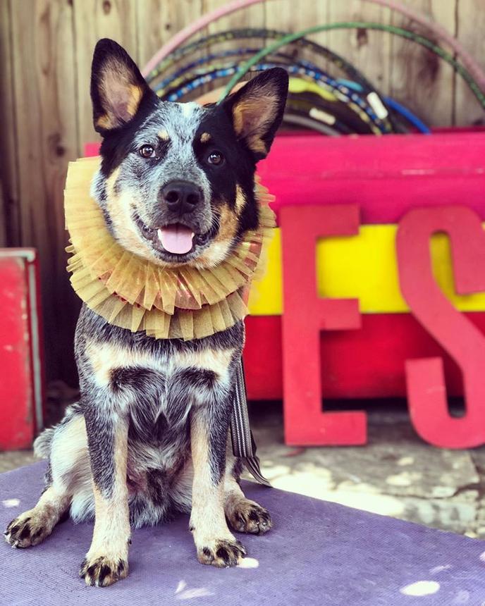 Take Your Dog to the Canine Circus School in Oakland, CA. Canine Circus School welcomes dogs of all breeds, sizes and ages to learn unique circus tricks.
