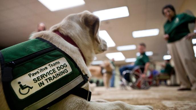 Therapy Dog Training Prep School at Pawsitive Paws in San Diego. Sign up together for Therapy Dog Prep School at Pawsitive Teams.