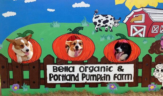 Bring Your Dog to Bella Organic Farm's Pet-Friendly Pumpkin Patch. Three corgis pose have their picture taken a pet-friendly pumpkin patch in Portland, OR.