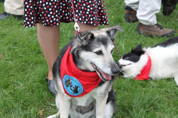 Understanding the certifications required for service dogs, support dogs, and therapy dogs. Certification is not required for service dogs, support dogs, and therapy dogs.
