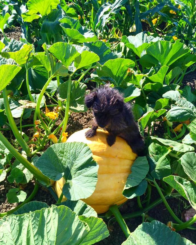 Bring Your Dog to a Pet-Friendly Corn Maze at Cool Patch Pumpkins and Corn Maze. Visit a Pet-Friendly Corn Maze in Dixon, CA.