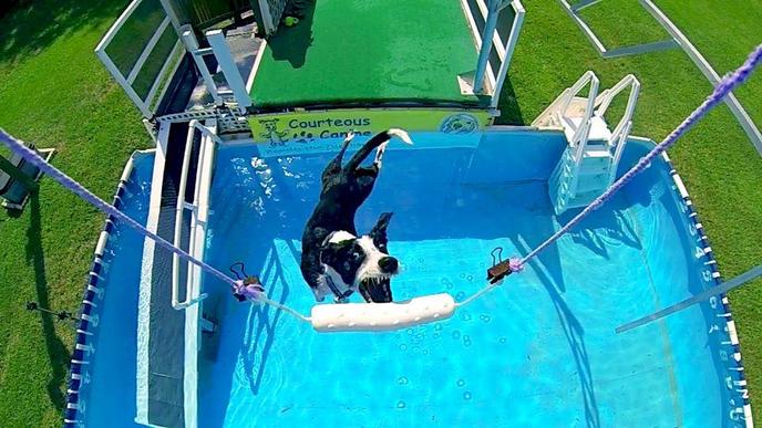 Dog Dock Jumping Classes in Florida at the Courteous Canine. Sign up for dog dock jumping classes at the Courteous Canine.