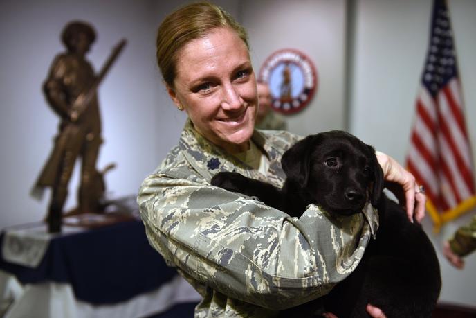 Service dogs, support dogs, and therapy dogs provide assistance to people in need. People in need benefit from service dogs, support dogs, and therapy dogs.