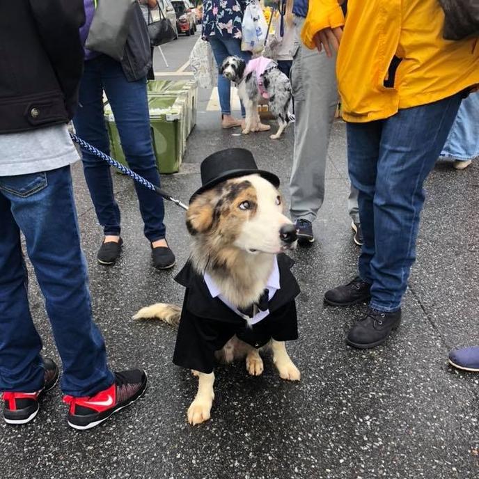 A dog participates in the pet costume contest at Mush, Music & Mutts. A well-dressed dog at Mush, Music & Mutts, a pet-friendly festival.