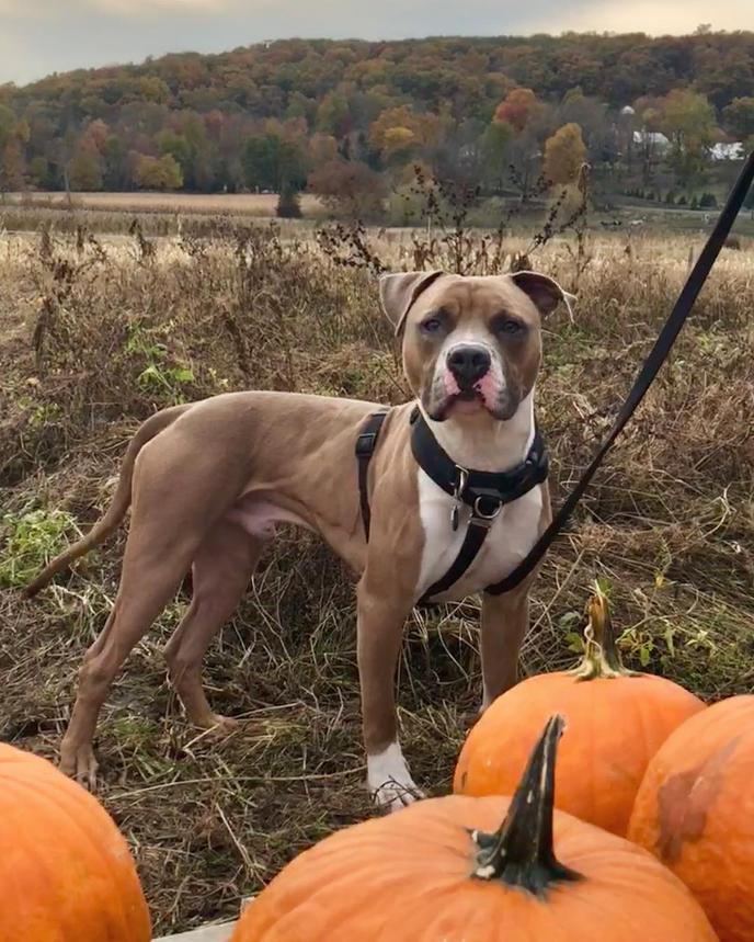 Bring Your Dog to Paproski’s Pumpkin Patch at Castle Hill Farm Visit at Pet-Friendly Pumpkin Patch in Newtown, CT.