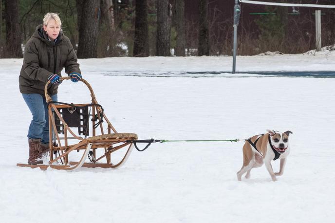 Sign Up for Dog Sledding Classes, Sheepherding Lessons and more at Camp Dogwood's Winter Camp. Learn something new with your dog this school year at Camp Dogwood's Winter Camp.