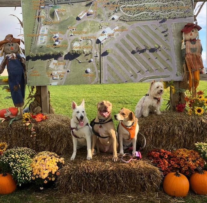 Bring Your Dog to a Pet-Friendly Corn Maze at Richardson Adventure Farm. Four dogs post at a pet-friendly corn maze in Spring Grove, IL.