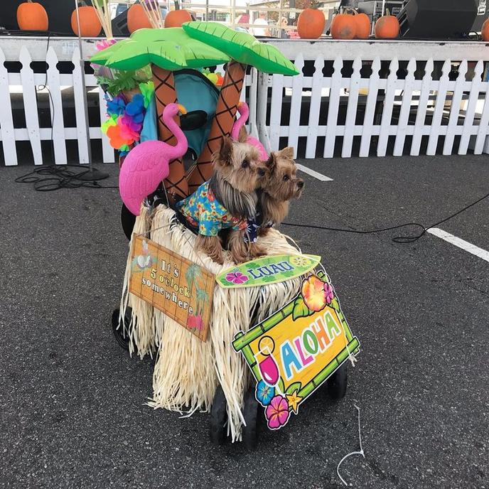 Scotts Addition Pumpkin Festival welcomes dogs! 2 cute dogs dress up for the pet-friendly Scotts Addition Pumpkin Festival.