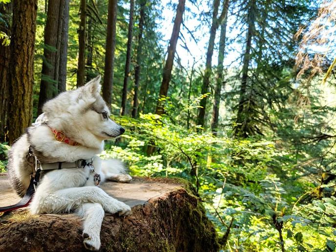 Enjoying the pet-friendly hiking trails at Silver Falls State Park. A beautiful dog enjoys the pet-friendly hiking trails at Silver Falls State Park.