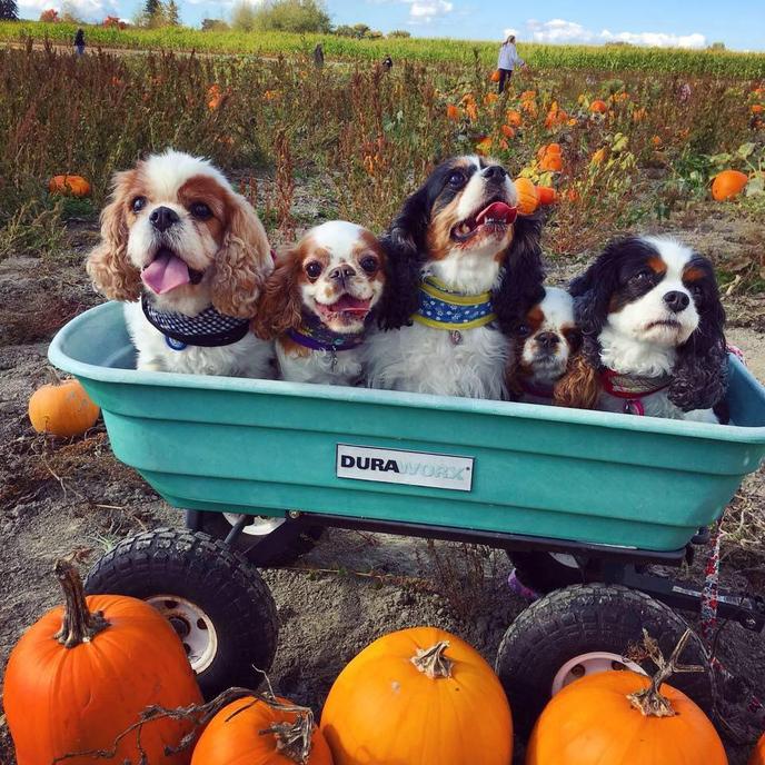 Fall Things To Do With Your Dog in Arlington, WA Four dogs hanging out at a pet-friendly pumpkin patch and corn maze in Arlington, WA.