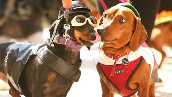 Bring your dog to Barbarians at the Gate - Fur & Fury at the Kansas City Renaissance Festival. The Kansas City Renaissance Festival is pet friendly.