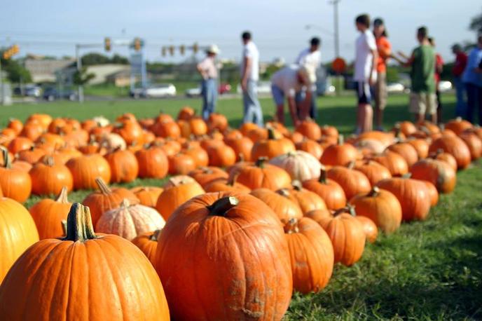 Bring Your Dog to Chesterfield Berry Farm and Market's Pet-Friendly Corn Maze. Visit a Pet-Friendly Corn Maze in Moseley, VA.
