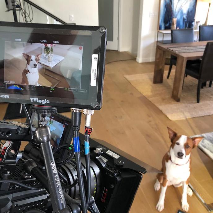 Dog Acting Classes at Hollywood Paws in LA. Sign up for dog acting classes with the LA Animal Talent Agency, Hollywood Paws.