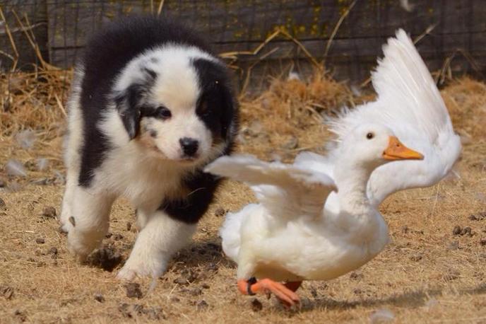 Herding Classes for Dogs at Ewe-topia. Fido can learn to be a herddog at Ewe-topia's training school.