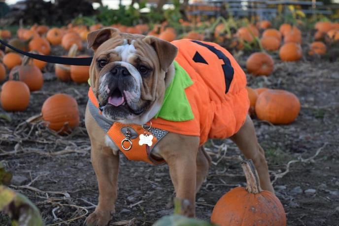 Bring Your Dog to a Pet-Friendly Pumpkin Patch at Roba Family Farms. A Bulldog visits a pet-friendly pumpkin patch in North Abington Township, PA