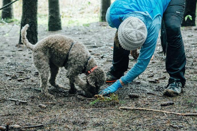 Truffle Dog Training School. Take your dog to truffle hunting school.