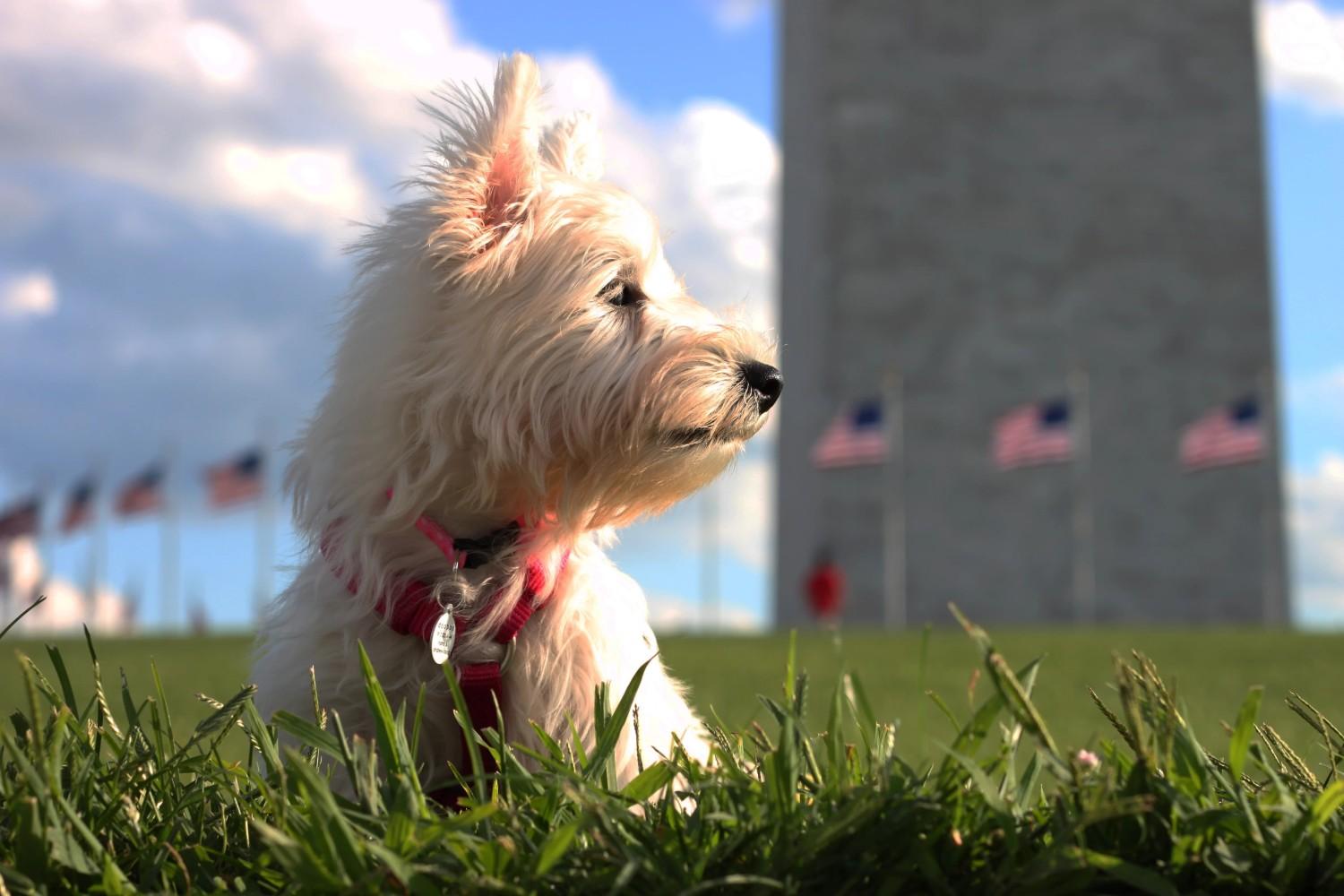 Pet-Friendly Hotels Invite Fido to Celebrate Reopening of Washington Monument