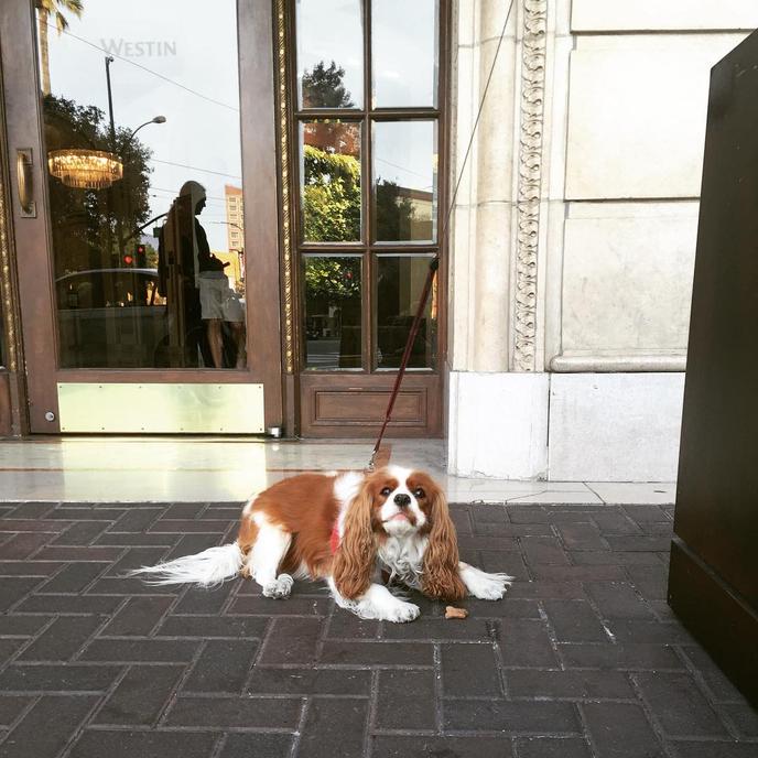 The Westin San Jose welcomes dogs. Check in to dog-friendly hotel, The Westin San Jose.