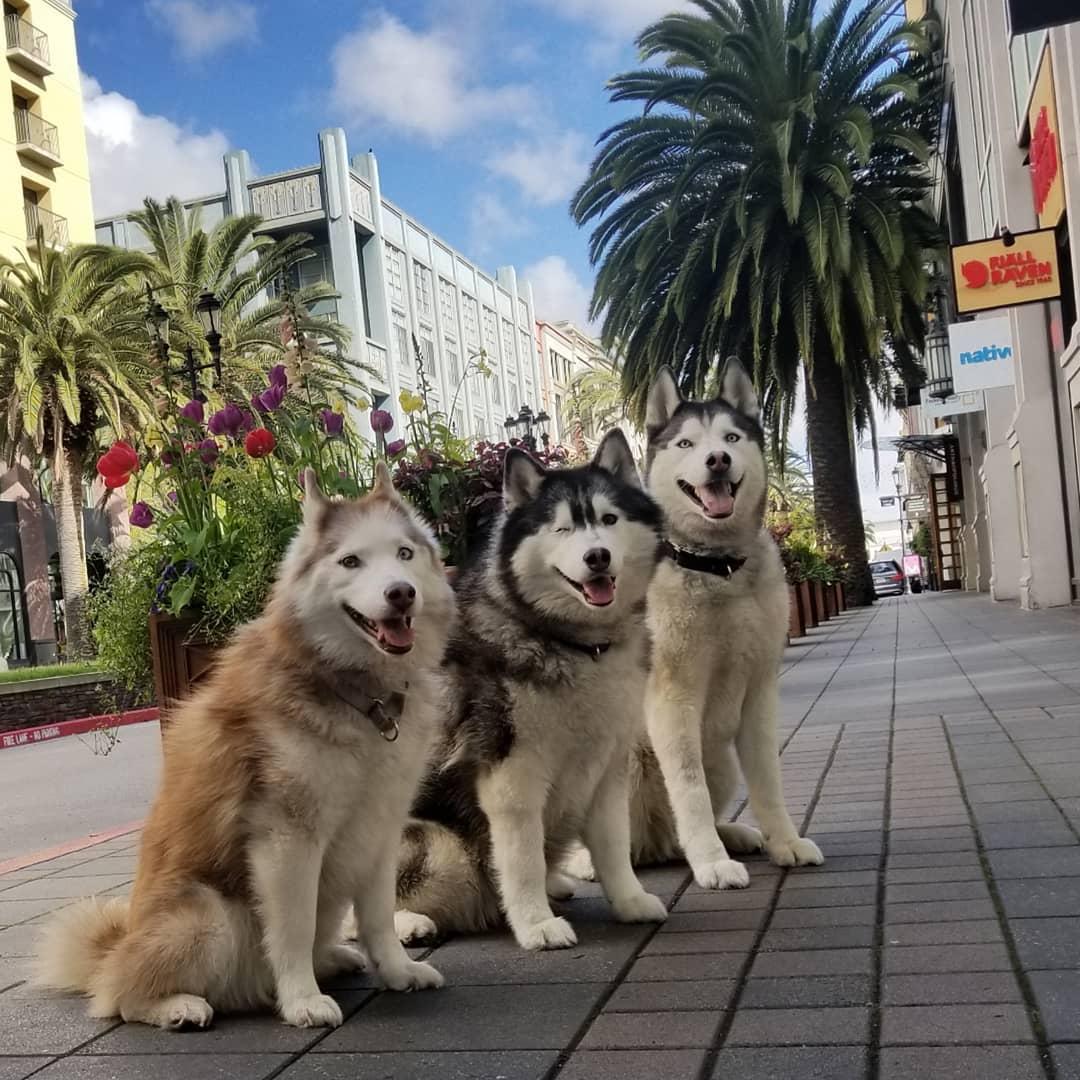 A Weekend in Dog-Friendly San Jose