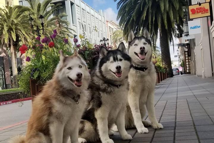 Bring Fido to dog-friendly San Jose for a weekend.
