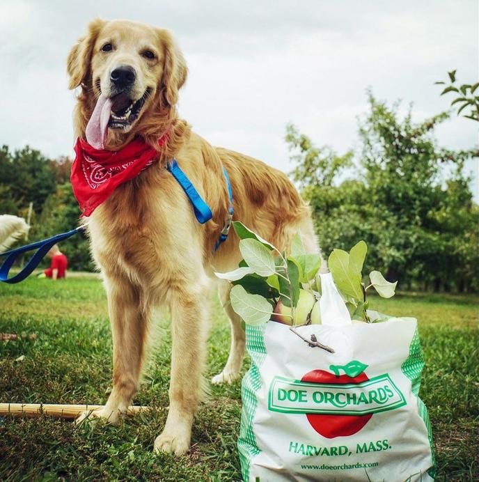 Take your dog to pick apples at Doe Orchards in Harvard, MA. Doe Orchards offers pet-friendly Pick-Your-Own apples.