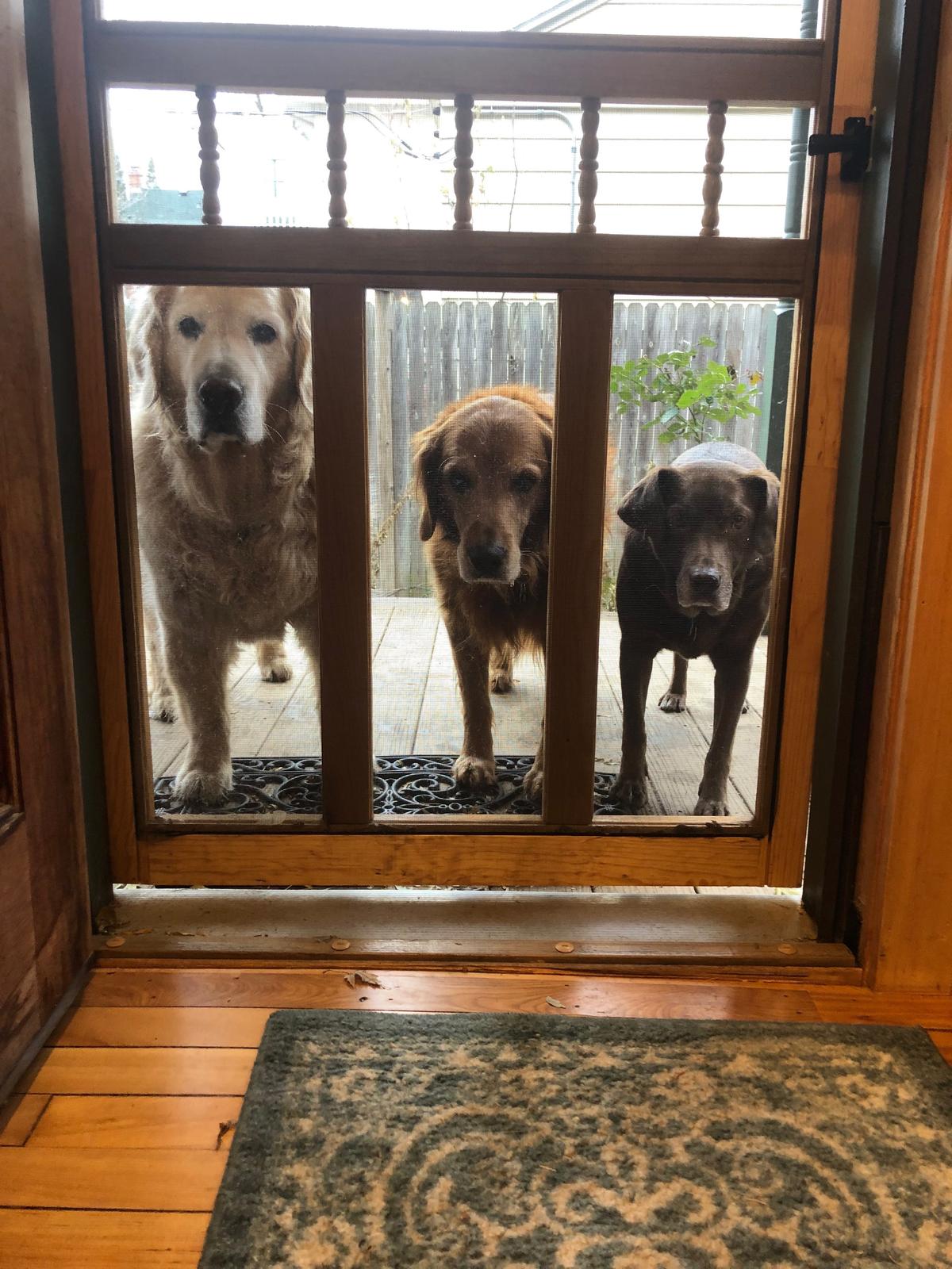 3 Pups