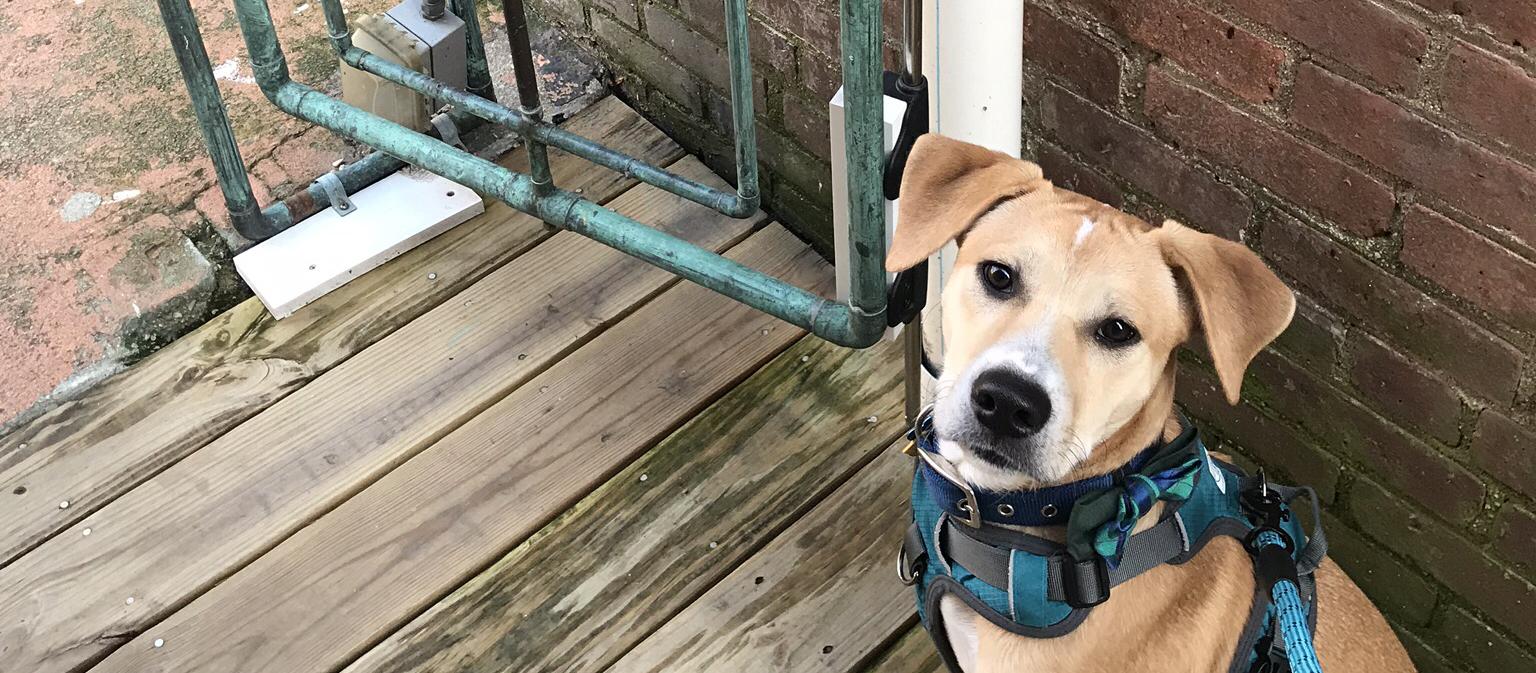 Dog Friendly Northport, NY