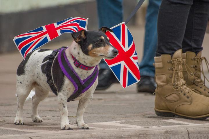 How Brexit Will Affect Pet Travel.