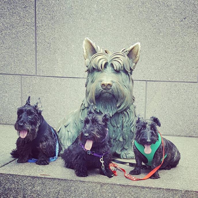 A Dog Memorial in Washington, DC. Three Scottish Terriers Visit the Franklin D. Roosevelt Memorial.