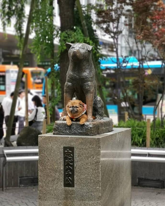 Visit the pet-friendly Hachiko Monument in Tokyo, Japan. A Dog Poses on Hachiko's Memorial in Tokyo, Japan.