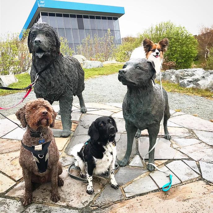 Visit Signal Hill National Historic Site's Dog Monument in Newfoundland and Labrador. Visit the Dog Memorial at Signal Hill National Historic Site in Newfoundland.