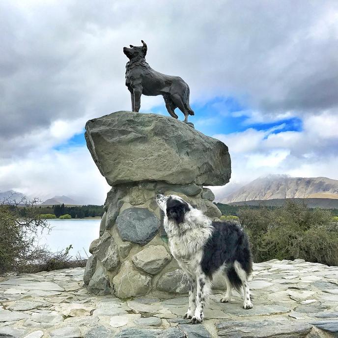 A Memorial Celebrating Dogs Located in Lake Tekapo, New Zealand. A Collie Looks Up at a Statue Honoring Dogs.