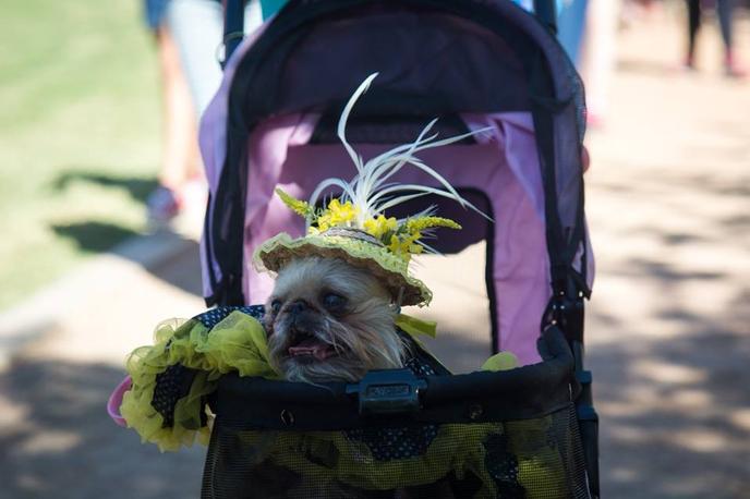BARKtoberfest is a Pet-Friendly Fall Event in Gilbert, AZ. Bring Your Dog to BARKtoberfest in Gilbert, AZ.