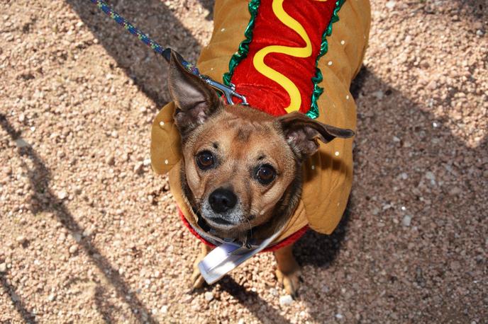 The 17th Annual Barktoberfest Austin Is a Pet-Friendly Fall Event Held in Round Rock, TX. Bring Your Dog to the 17th Annual Austin Barktoberfest Held in Round Rock, TX.