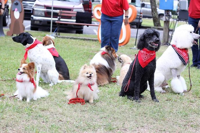 Barktoberfest Is a Pet-Friendly Fall Event In Pensacola, FL. Bring Your Dog to Barktoberfest Held in Pensacola, FL.