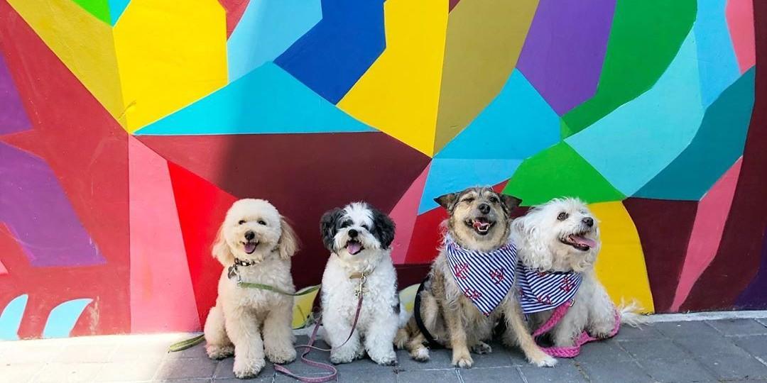 Bark in the Park San Jose: Largest Dog Festival in the US
