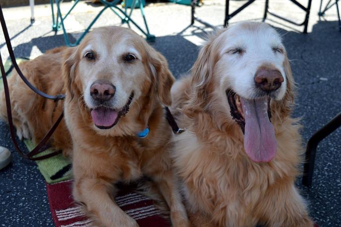 Garland City Barktoberfest is a Pet-Friendly Fall Event Held in Watertown, NY. Bring Your Dog to the Garland City Barktoberfest in Watertown, NY.