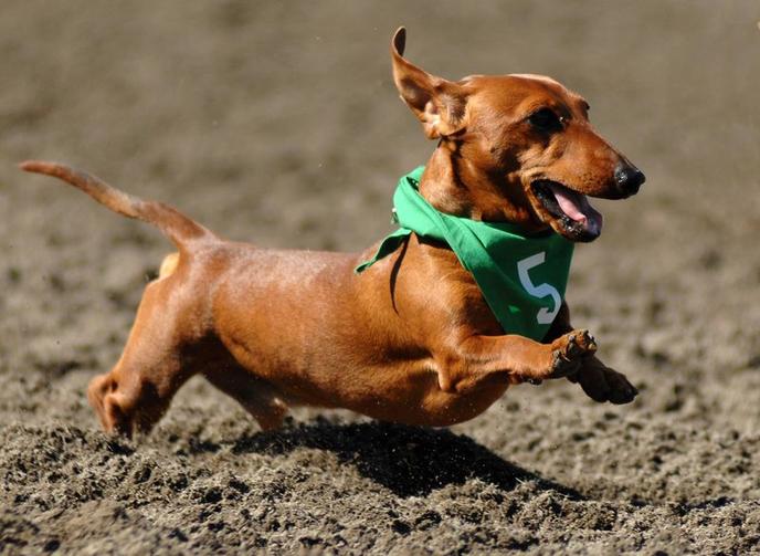 Barktoberfest Is a Pet-Friendly Event is Kansas City, MO. Bring Your Dog To Barktoberfest.