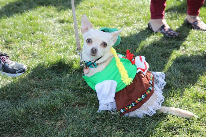 Barktoberfest Is A Pet-Friendly Fall Event Held in Lincoln, CA. Bring Your Dog to Barktoberfest Held In Lincoln, CA.