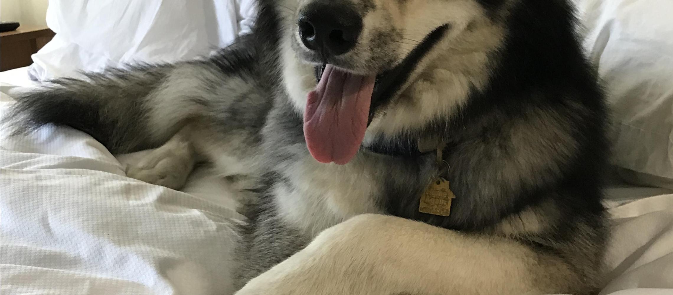 Dog Friendly Millersburg, OH