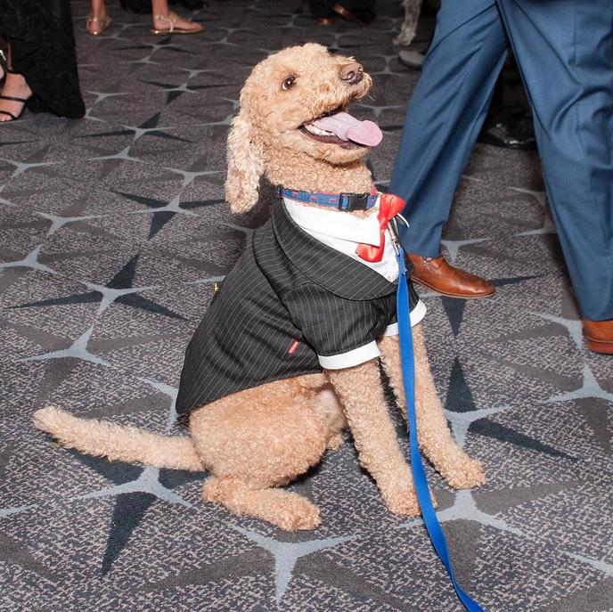 Bark Ball is a Dog-Friendly October Event in Washington, DC. Bring Your Dog to These Dog-Friendly October Events in Washington, DC.