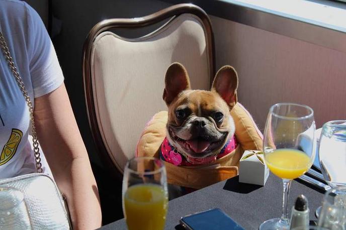 Bring Your Dog to the Annual Bow Wow Brunch Cruise, a Dog-Friendly October Event in San Diego, CA. The Bow Wow Brunch Cruise is an October Dog-Friendly Event in San Diego, CA.