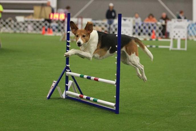 The Canine Games is a Dog-Friendly October Event Held in St. Louis, MO. Visit Dog-Friendly October Events in St. Louis, MO.