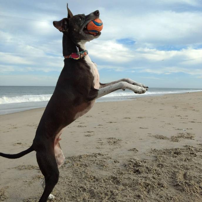 Greyhounds Reach the Beach is an Annual Dog-Friendly Event in October. Rehoboth Beach Hosts the Dog-Friendly Event Greyhounds Reach the Beach.