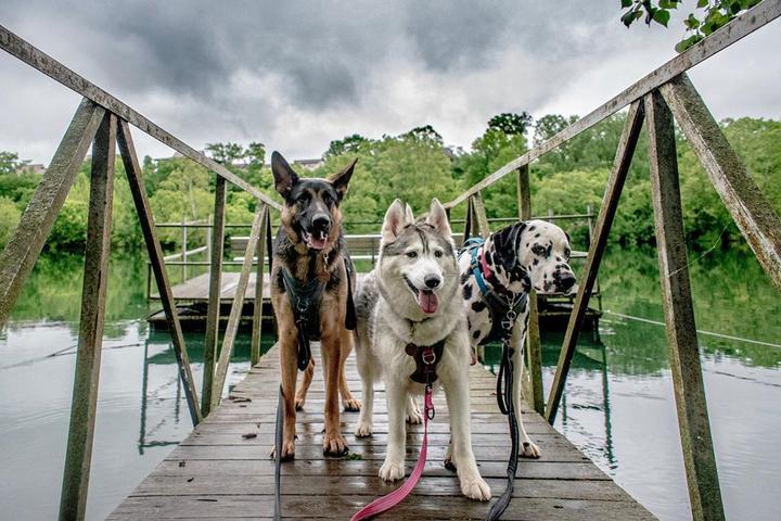 Spend a Weekend in Dog-Friendly Branson, MO.